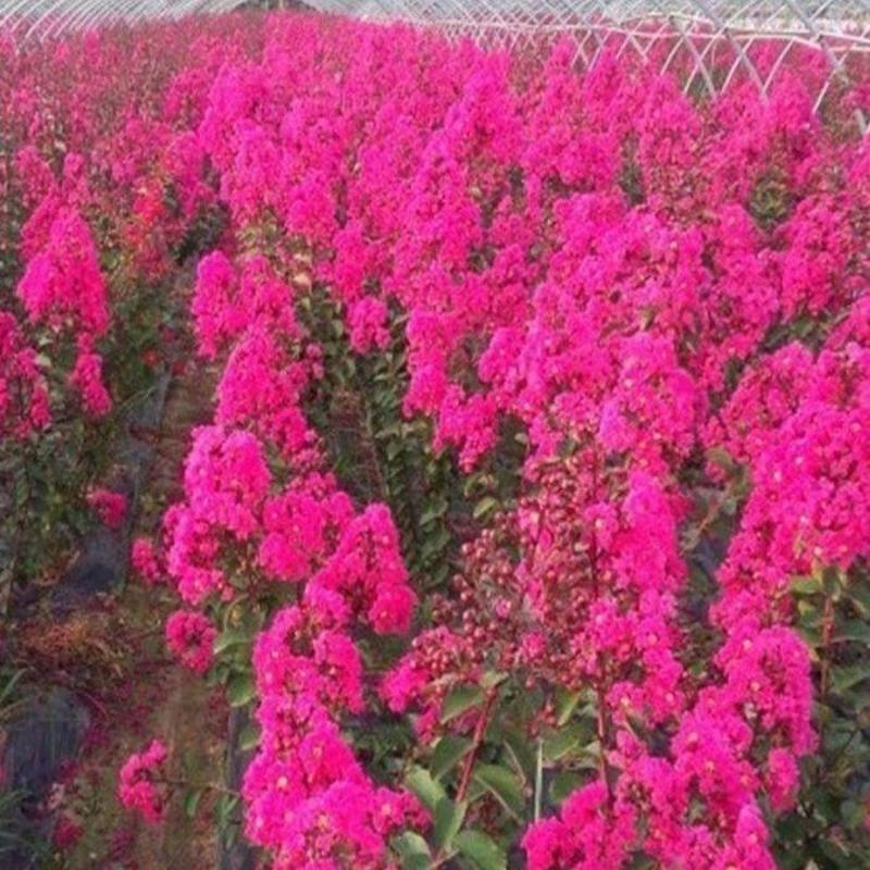 紫薇籽种新采种子美国红火箭紫薇种子国旗红花