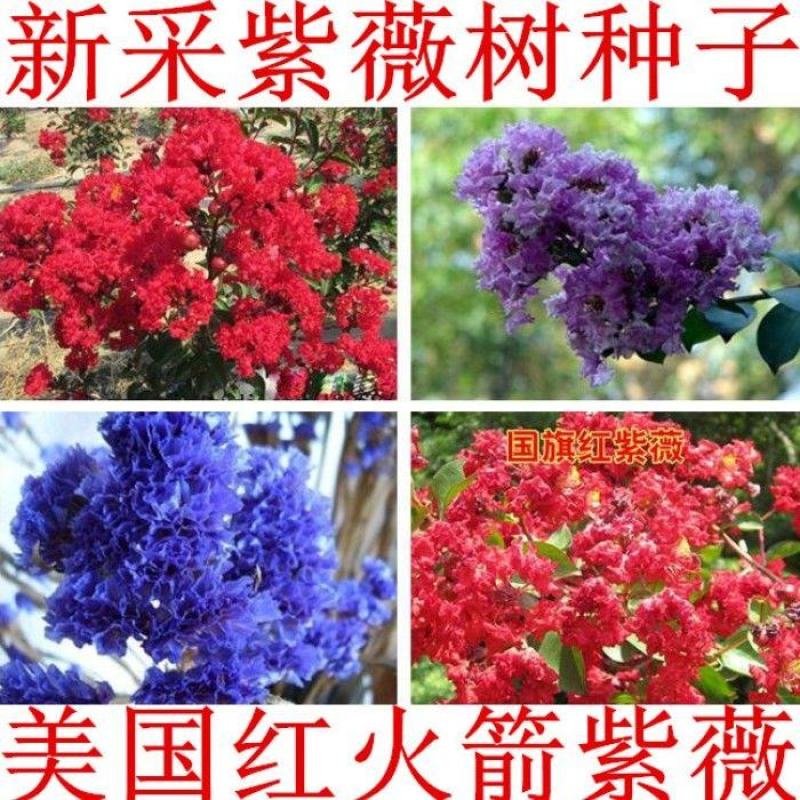 紫薇籽种