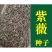 紫薇籽种