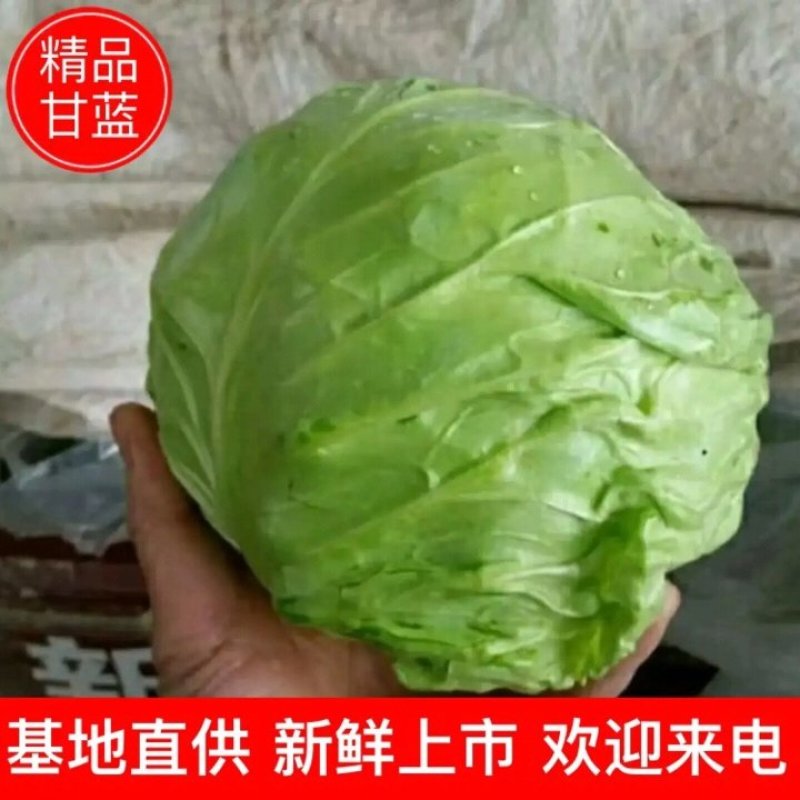 橄榄大量上市有需要的联系质量很好
