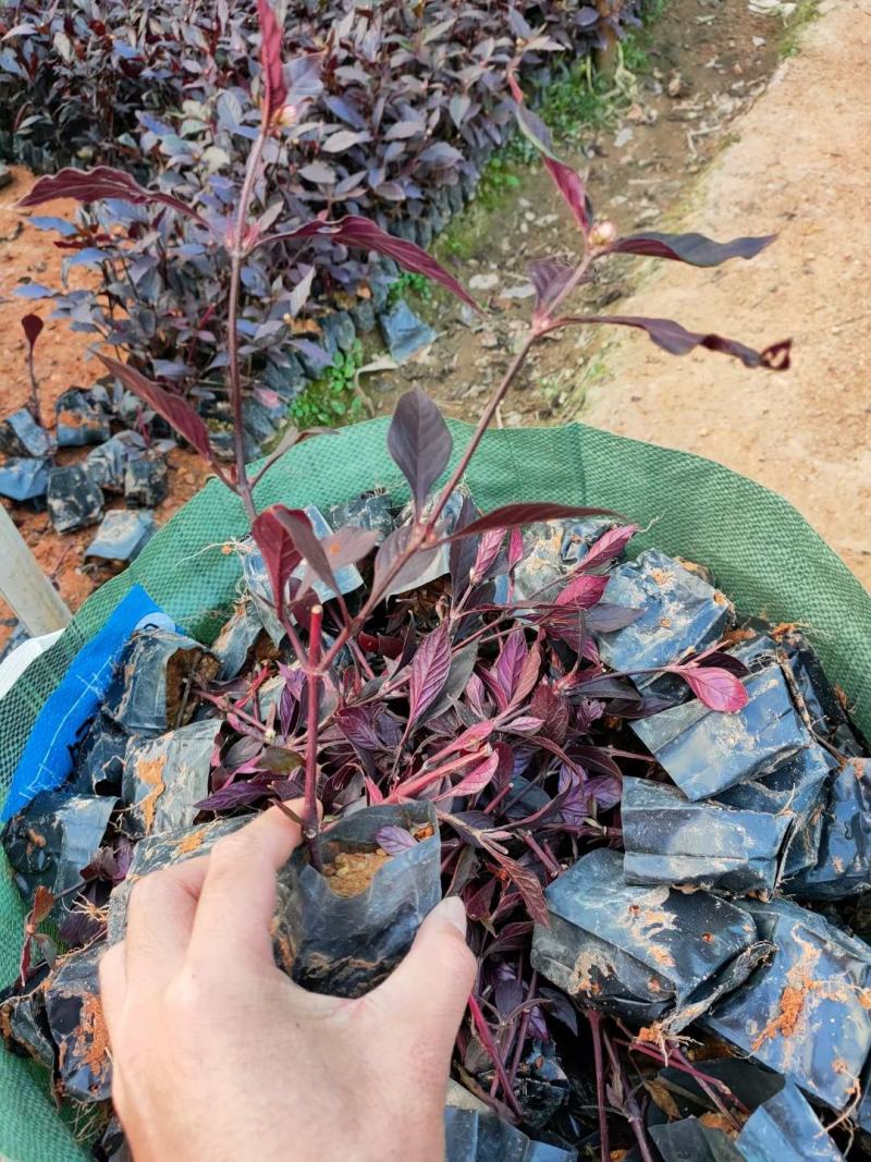 大叶红草(红苋草)叶子常红花期花为浅金色。