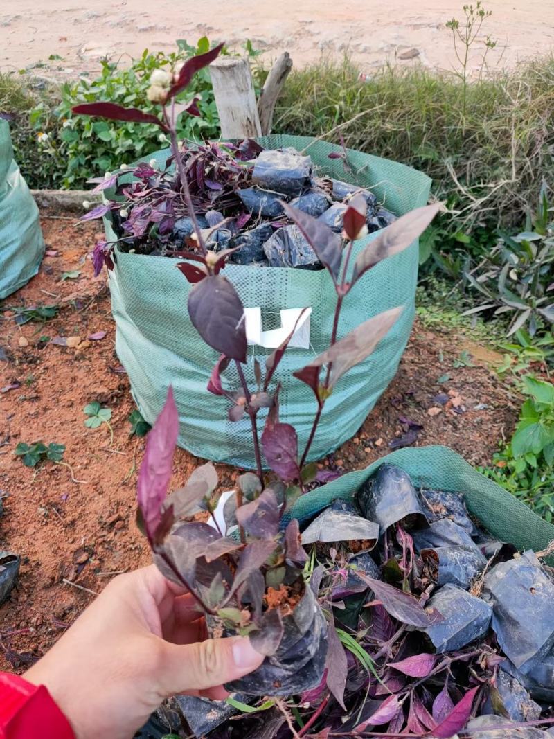 大叶红草(红苋草)叶子常红花期花为浅金色。