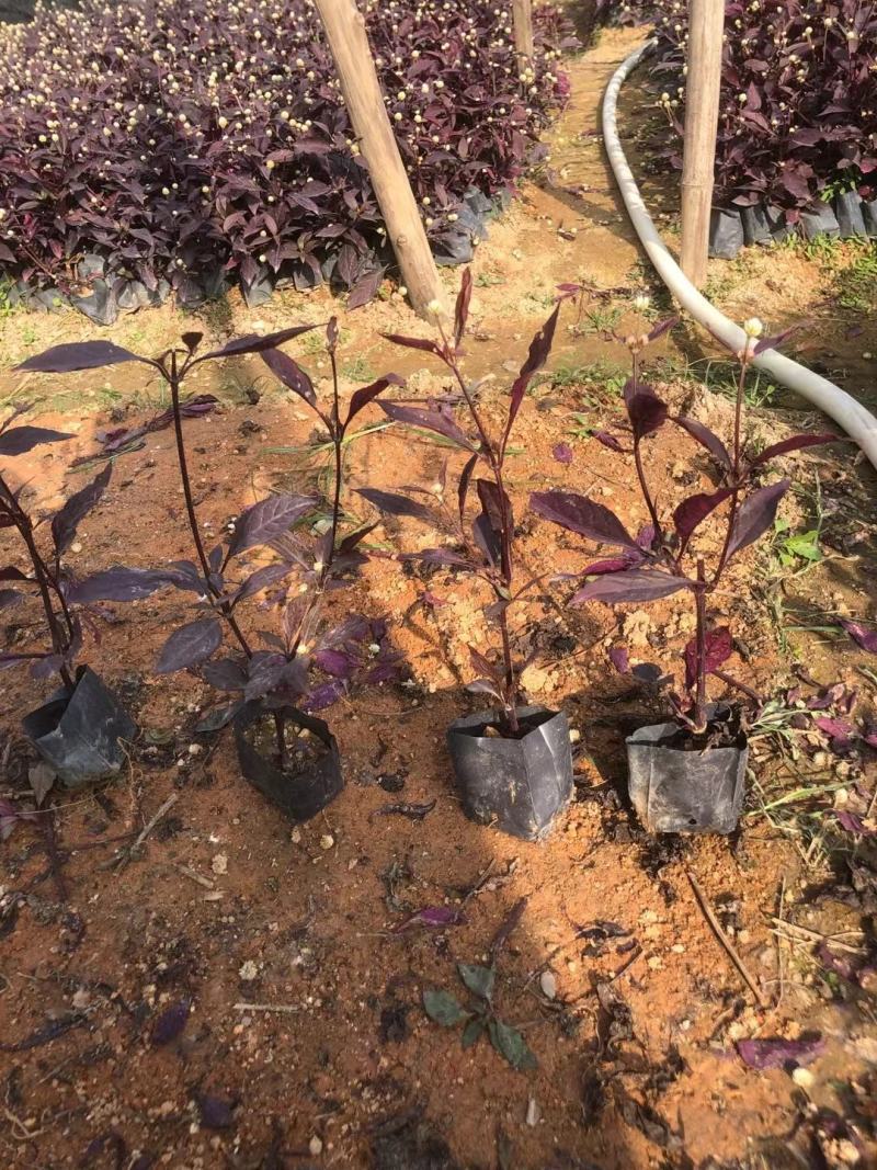 大叶红草(红苋草)叶子常红花期花为浅金色。