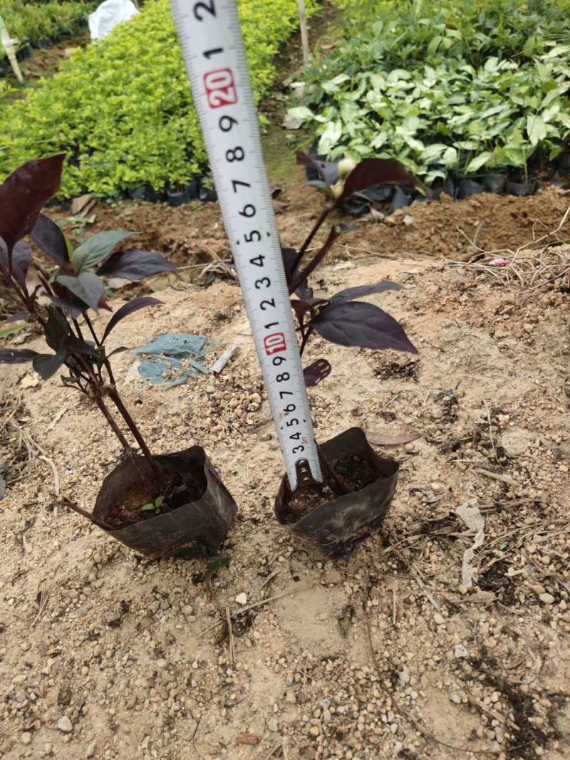 大叶红草(红苋草)叶子常红花期花为浅金色。