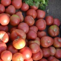 番茄上市大量有货