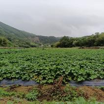 佛手瓜藤尖，山区种植，自然生长，精品菜系，超鲜嫩。