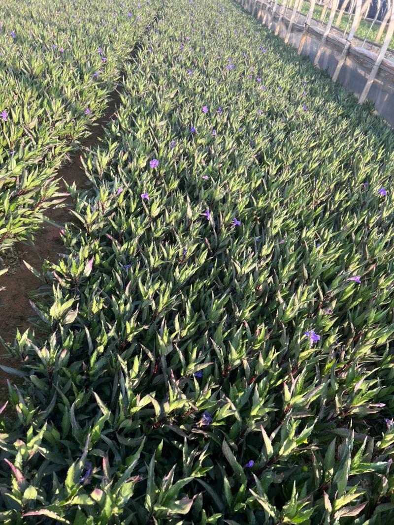 蓝花鼠尾草产地直供量大从优苗木花卉对接工程绿化等
