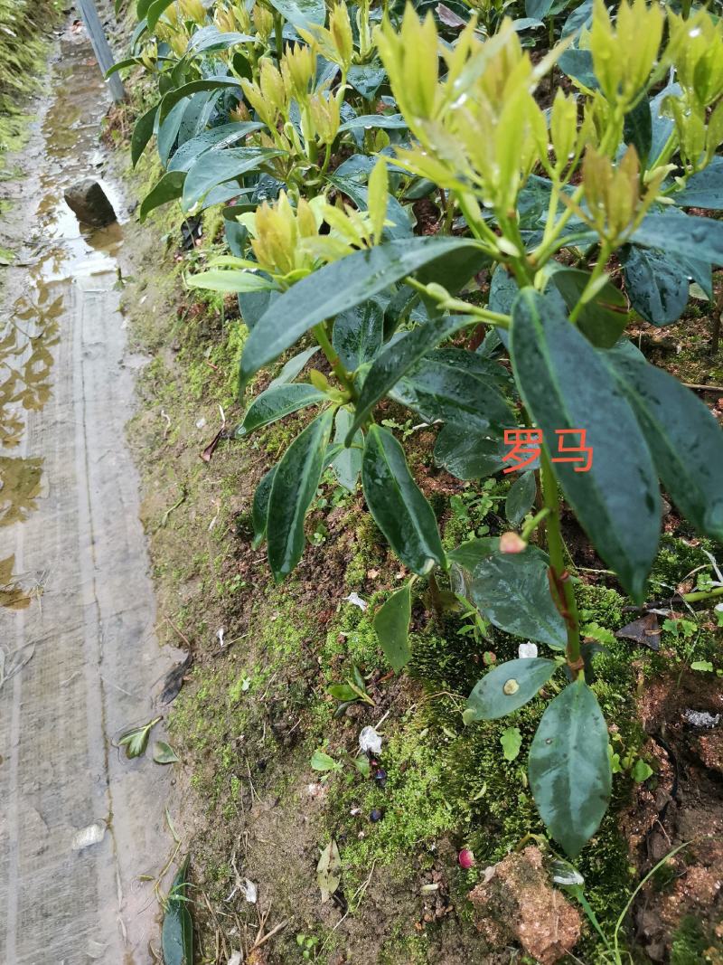 藤县古龙八角嫁接苗杯苗，罗马，东荣，木王品种