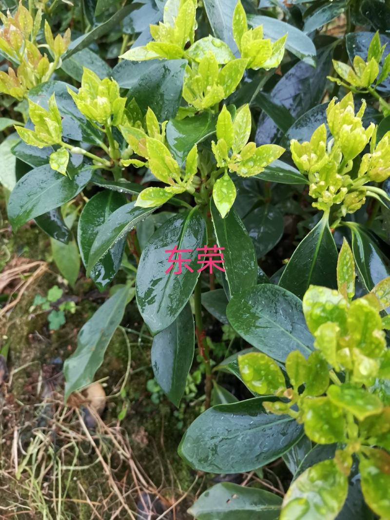 藤县古龙八角嫁接苗杯苗，罗马，东荣，木王品种