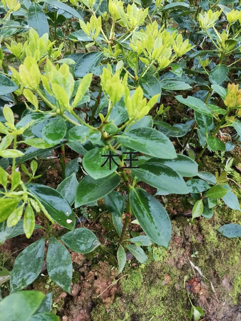 藤县古龙八角嫁接苗杯苗，罗马，东荣，木王品种