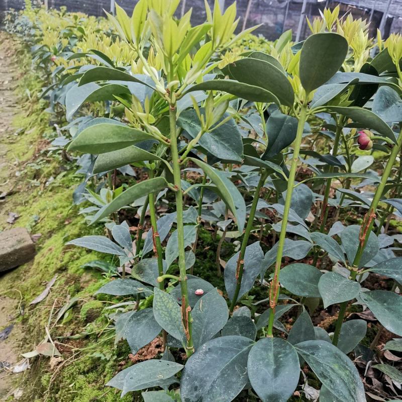 藤县古龙八角嫁接苗杯苗，罗马，东荣，木王品种