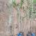 大量供应绿篱丁香绿叶水蜡小檗丛生40-90厘米高苗多分支