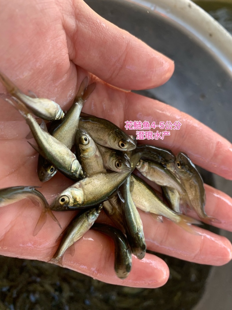 花鲢鱼苗大头鱼苗黑鲢鱼苗鳙鱼苗胖头鱼苗淡水养殖