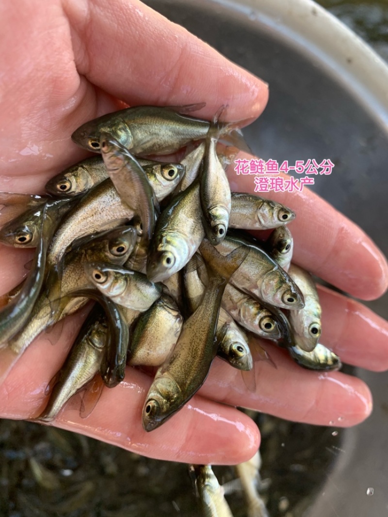 花鲢鱼苗大头鱼苗黑鲢鱼苗鳙鱼苗胖头鱼苗淡水养殖
