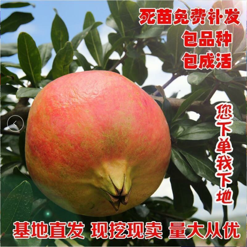 石榴树苗新品种特大无籽突尼斯软籽盆栽地栽当年结果苗南北方