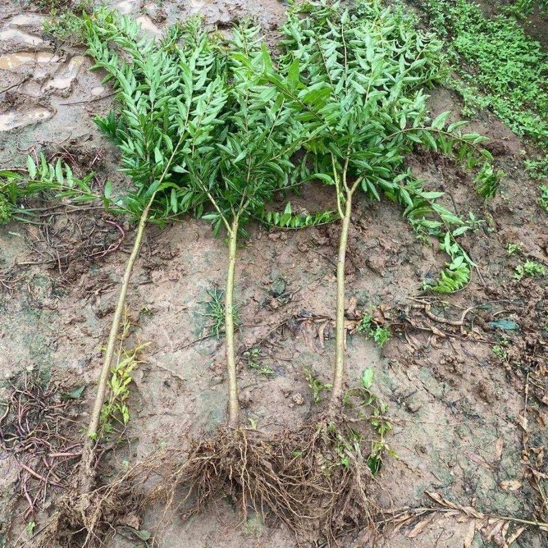石榴树苗新品种特大无籽突尼斯软籽盆栽地栽当年结果苗南北方