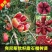 石榴树苗新品种特大无籽突尼斯软籽盆栽地栽当年结果苗南北方