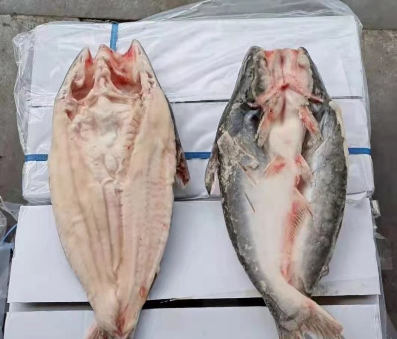 开背巴沙