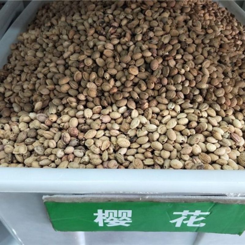 新采樱花种子日本樱花山樱种子草樱种子樱花树种子晚樱花树种