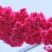 新采樱花种子日本樱花山樱种子草樱种子樱花树种子晚樱花树种