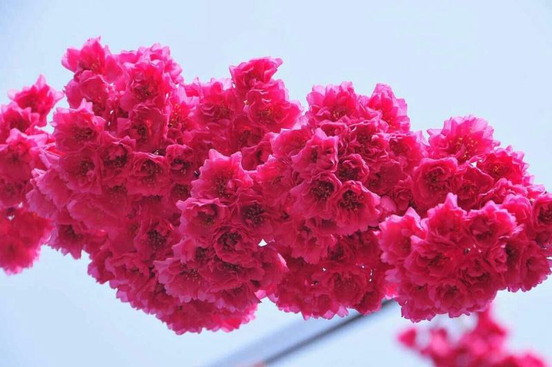 新采樱花种子日本樱花山樱种子草樱种子樱花树种子晚樱花树种