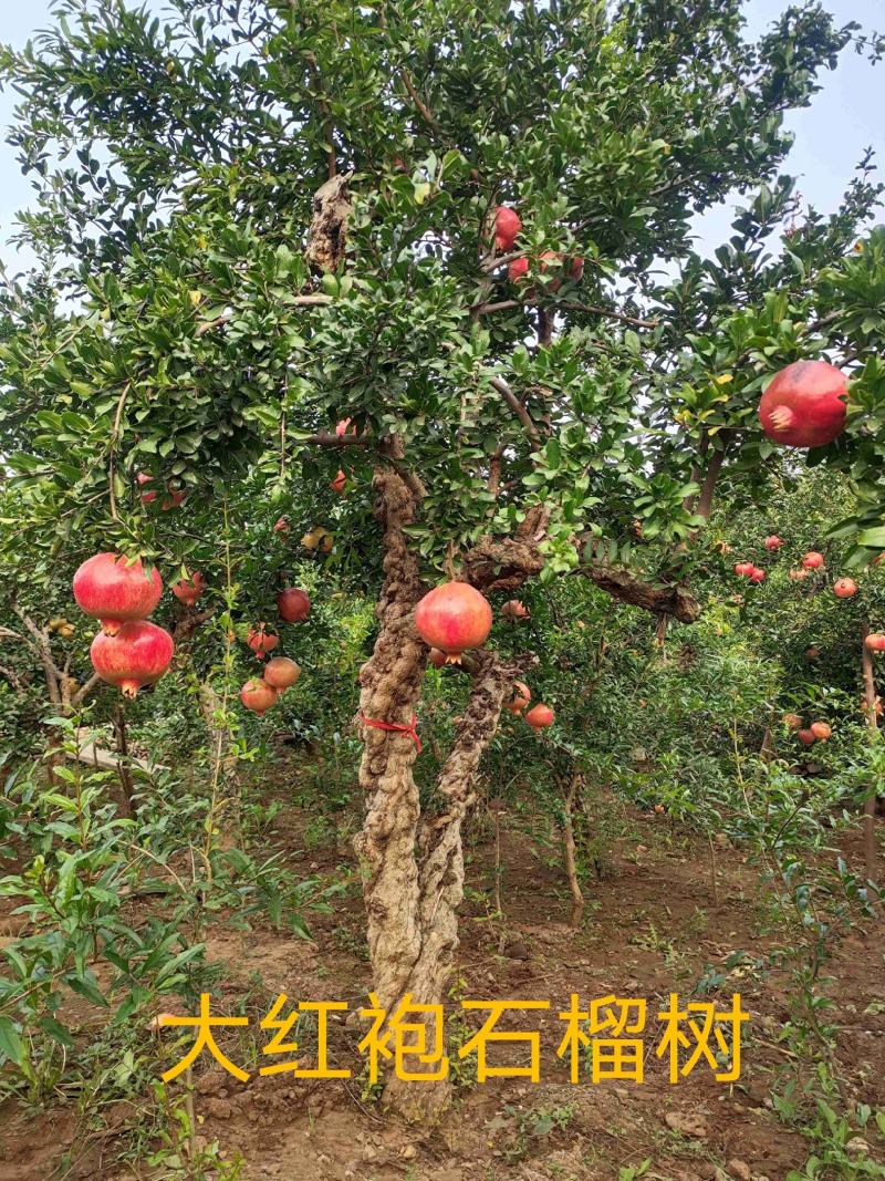 石榴树盆栽，品种优、树型好，价格低，自家培！