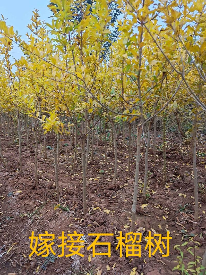 石榴树盆栽，品种优、树型好，价格低，自家培！