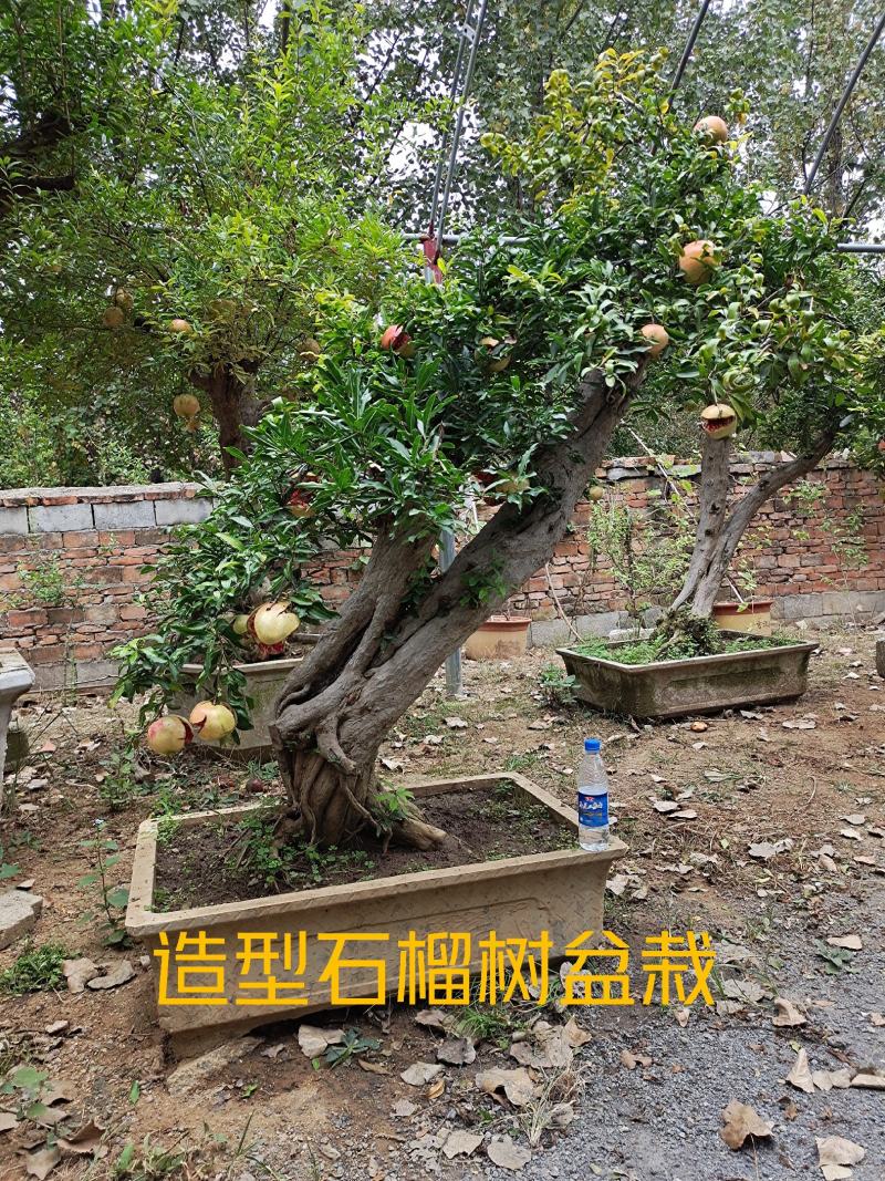 石榴树盆栽，品种优、树型好，价格低，自家培！