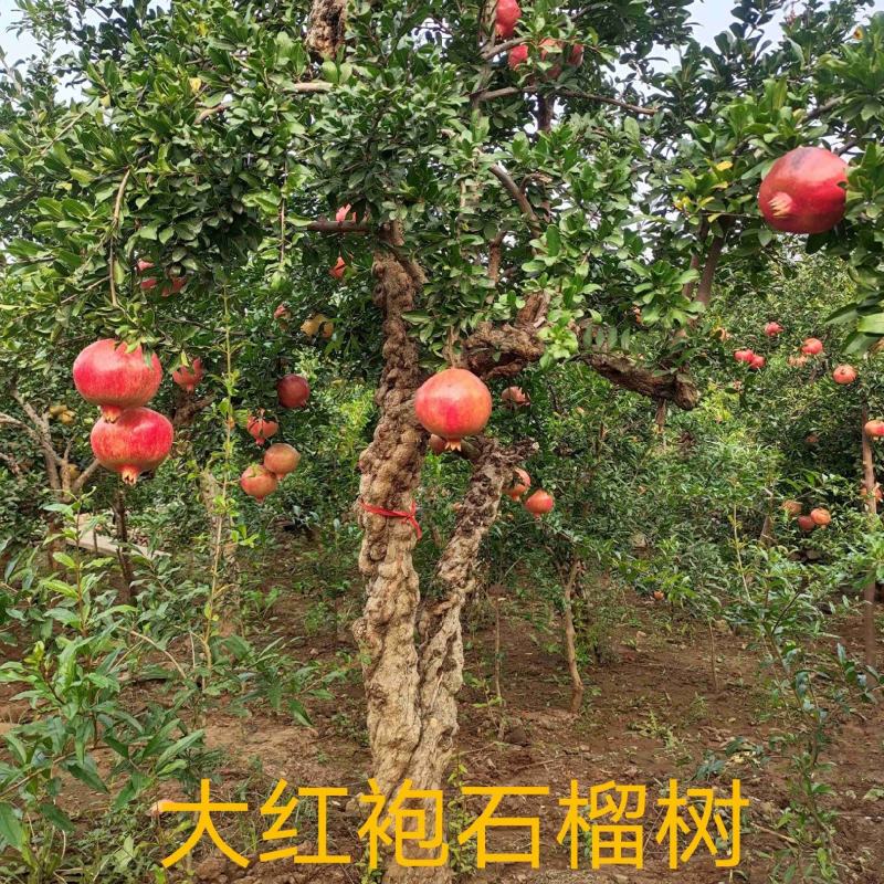 石榴树盆栽，品种优、树型好，价格低，自家培！