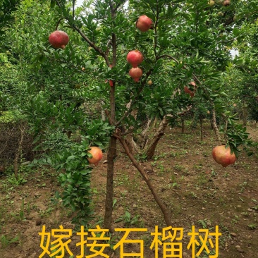 嫁接石榴树，大红袍、大马牙、紫玉、秋艳石榴