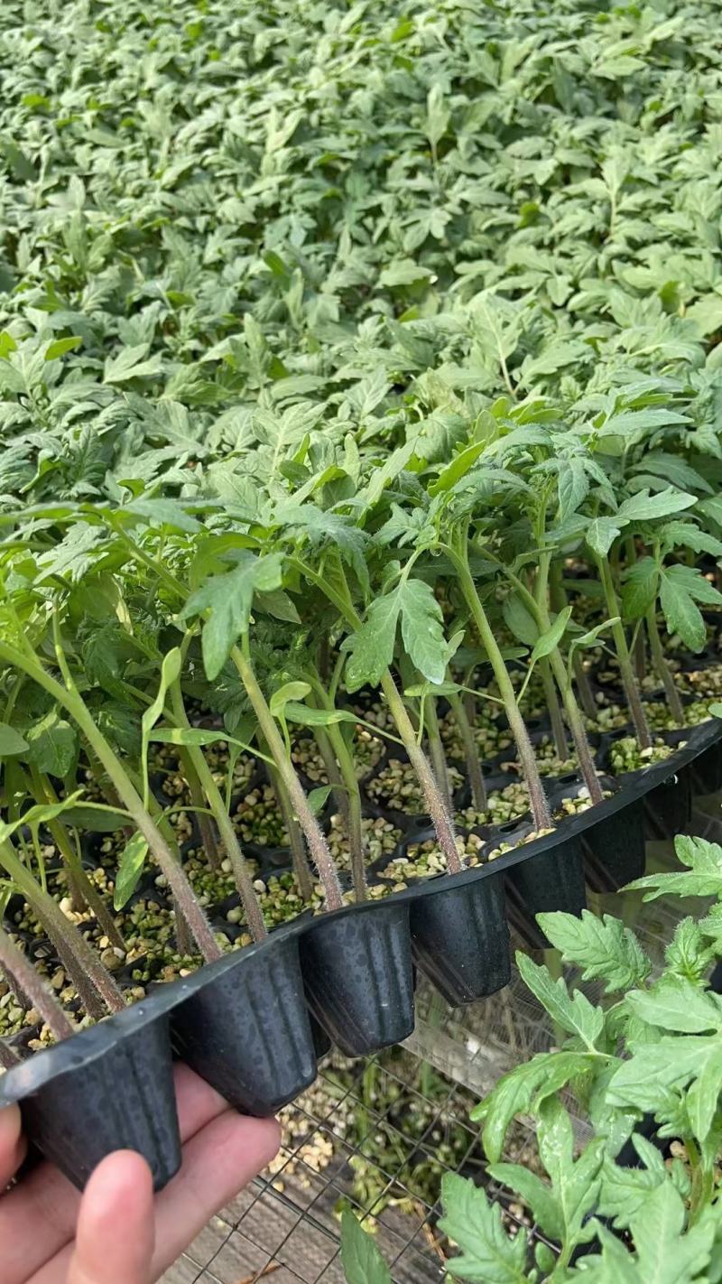 西红柿种苗大粉西红柿苗粉果西红柿苗抗病性好产量高