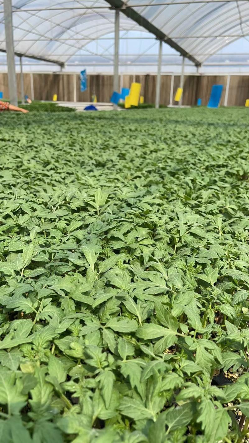 西红柿种苗大粉西红柿苗粉果西红柿苗抗病性好产量高