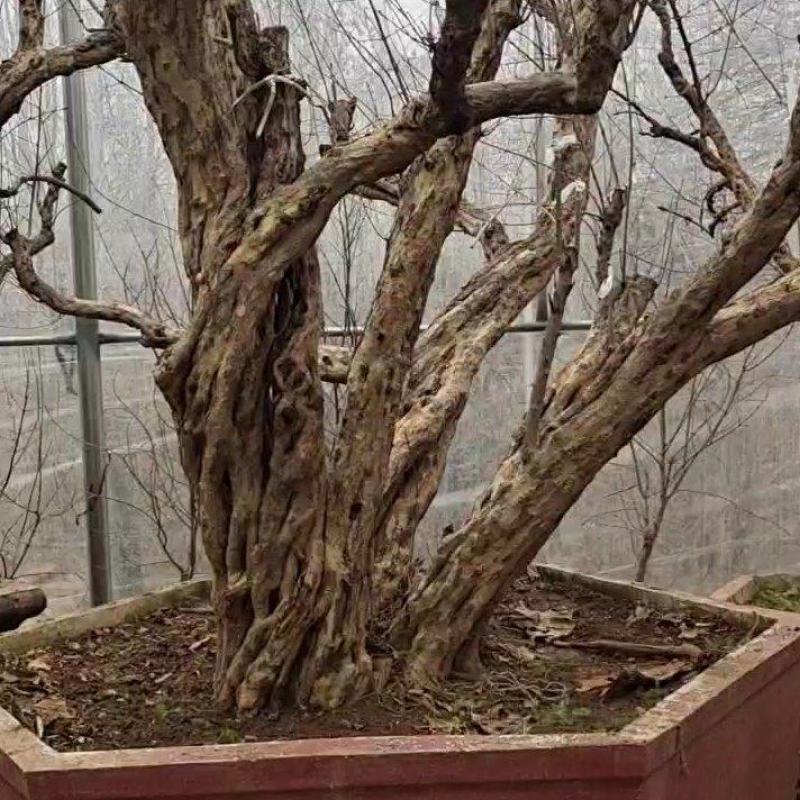 百年古桩石榴树盆景，石榴树盆栽，品种优、树型好，价格低！