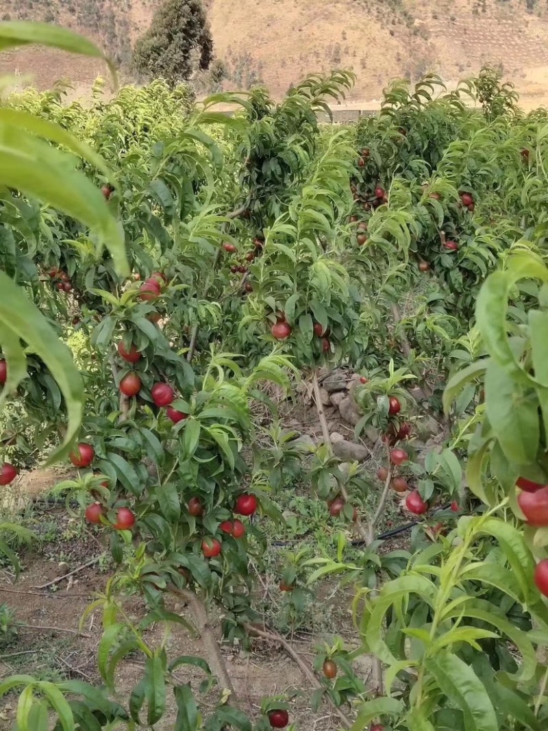 德昌黄心油桃马上出来咯要得老板可以联系咯