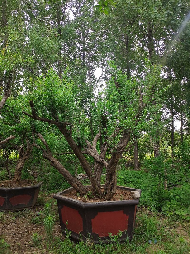 百年古桩石榴树盆景，石榴树盆栽，品种优、树型好，价格低！