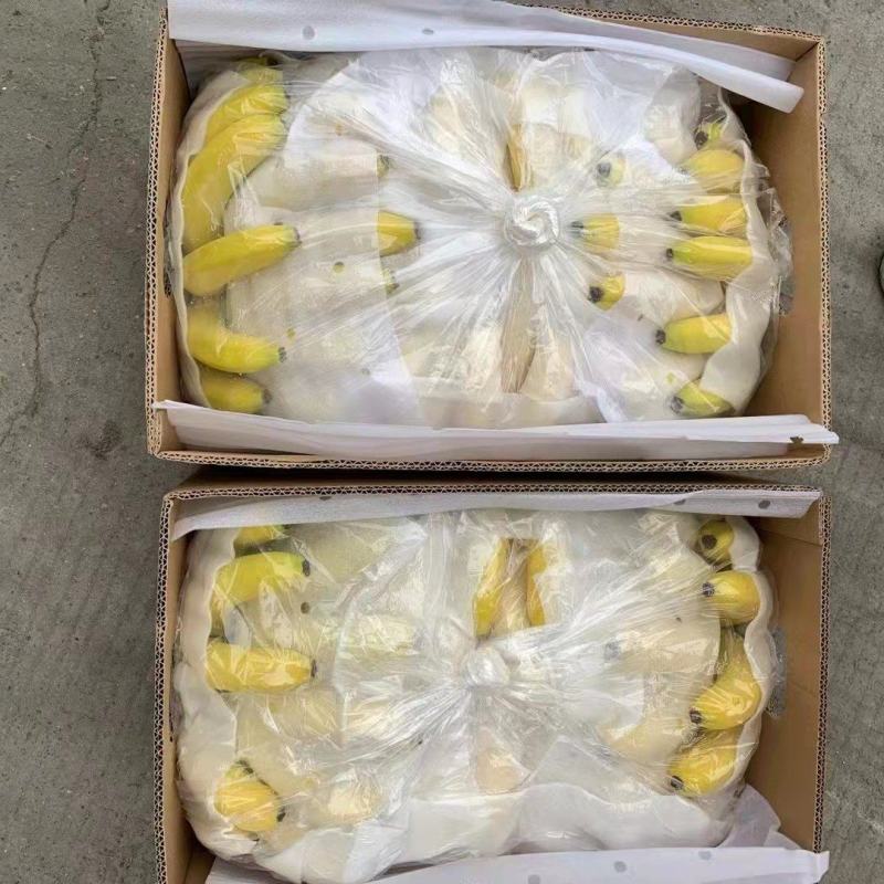 云南纯三把香蕉长年供应黄金焦，特价焦可视频看货保质量