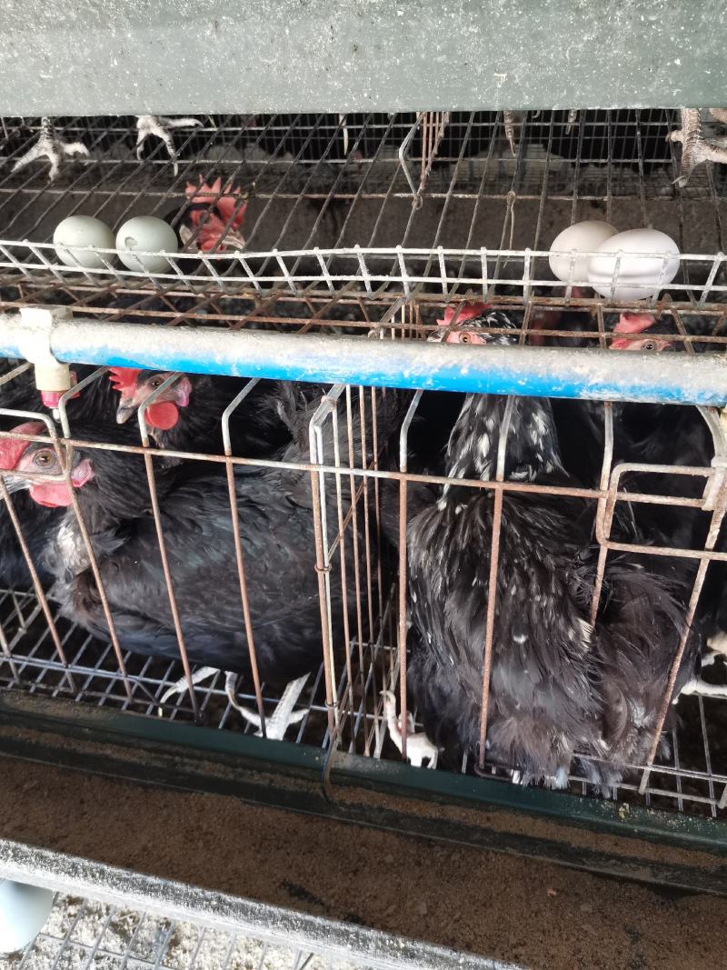 淘汰黑毛绿壳蛋鸡高产绿壳蛋鸡2万只