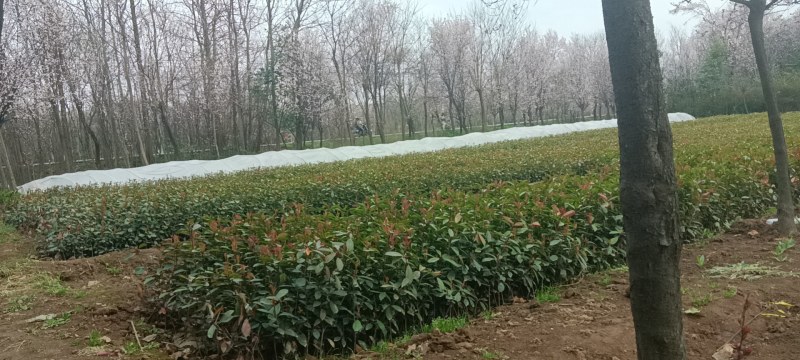 绿化苗木