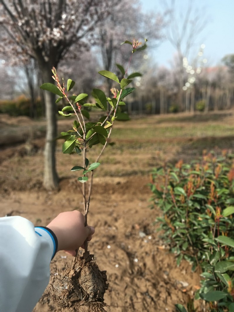 绿化苗木