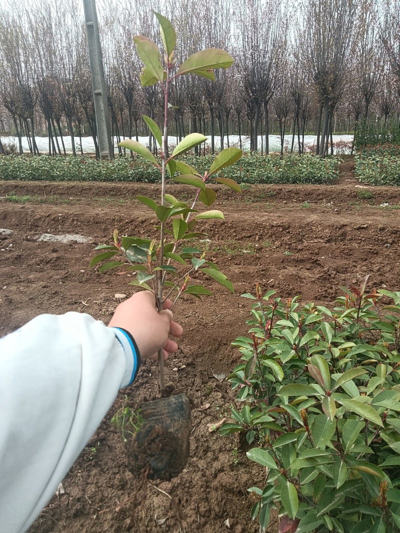 绿化苗木