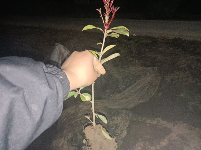 绿化苗木