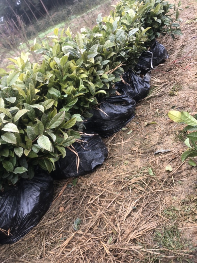 茶苗基地直销，品种齐全