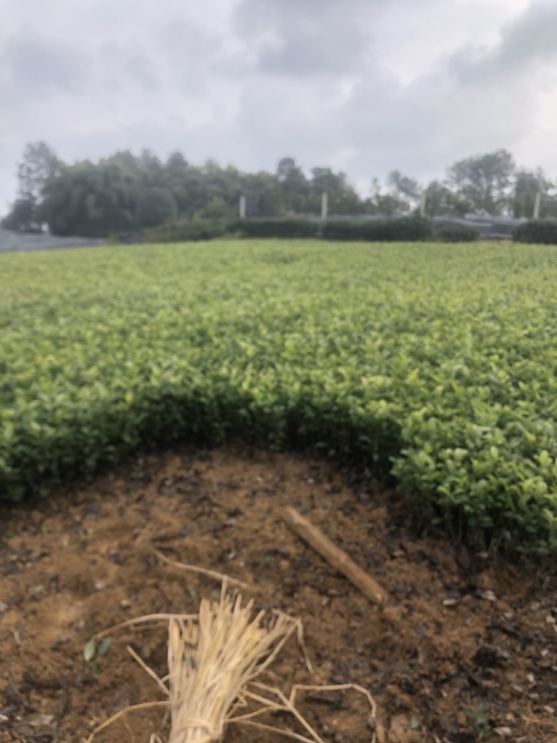 茶苗基地直销，品种齐全