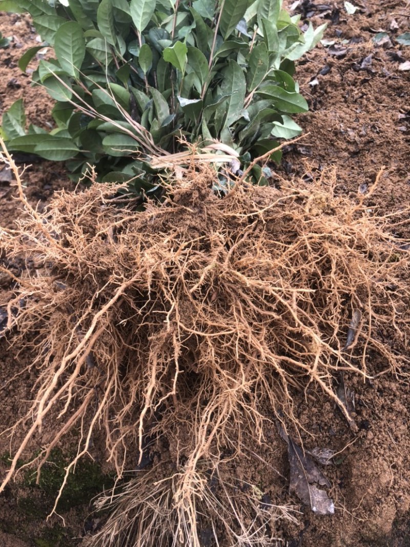 茶苗基地直销，品种齐全