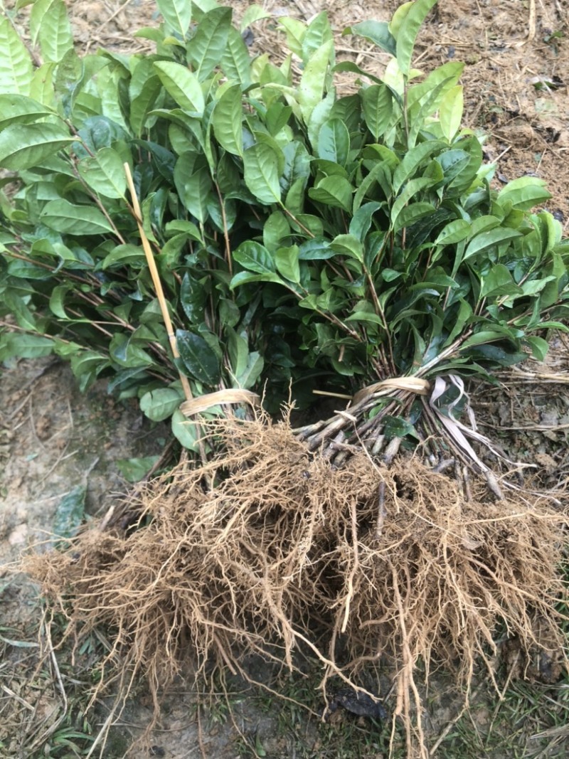 茶苗基地直销，品种齐全