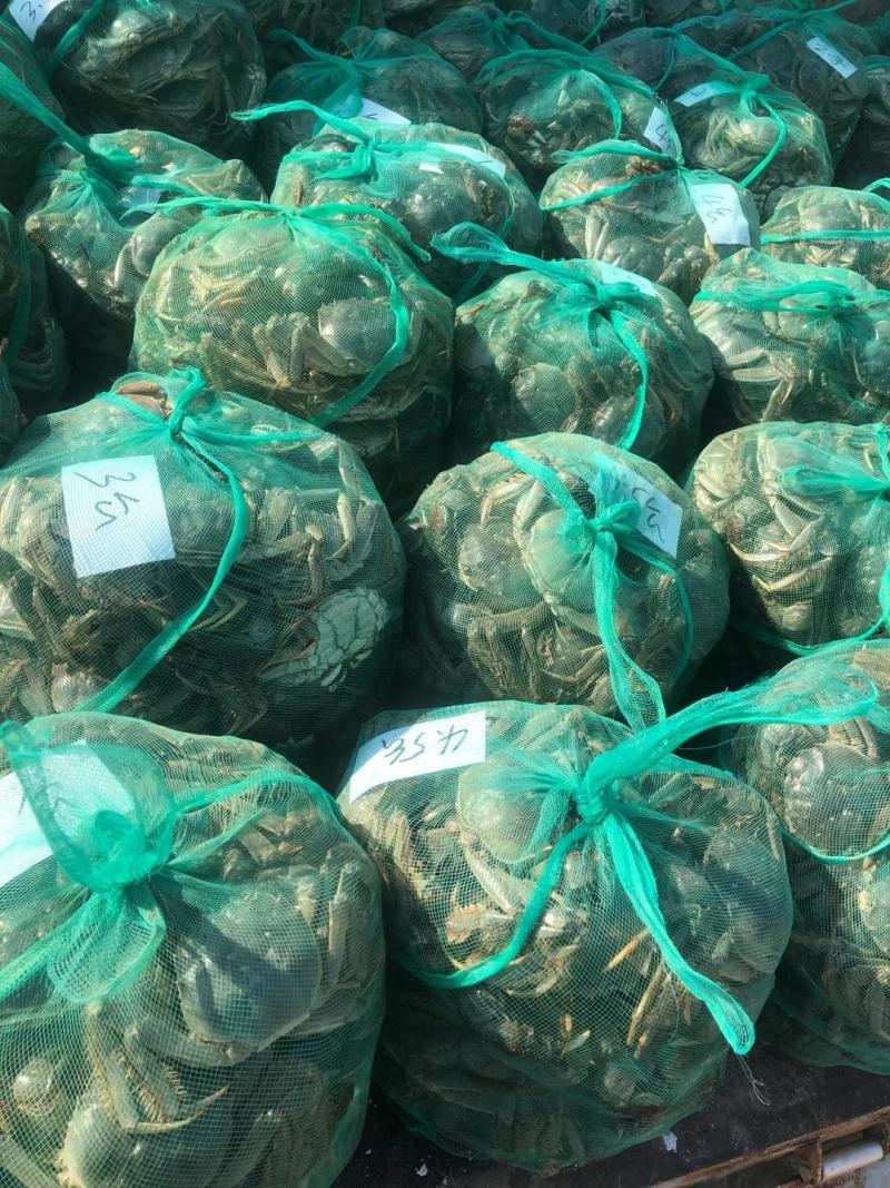 山东大闸蟹
