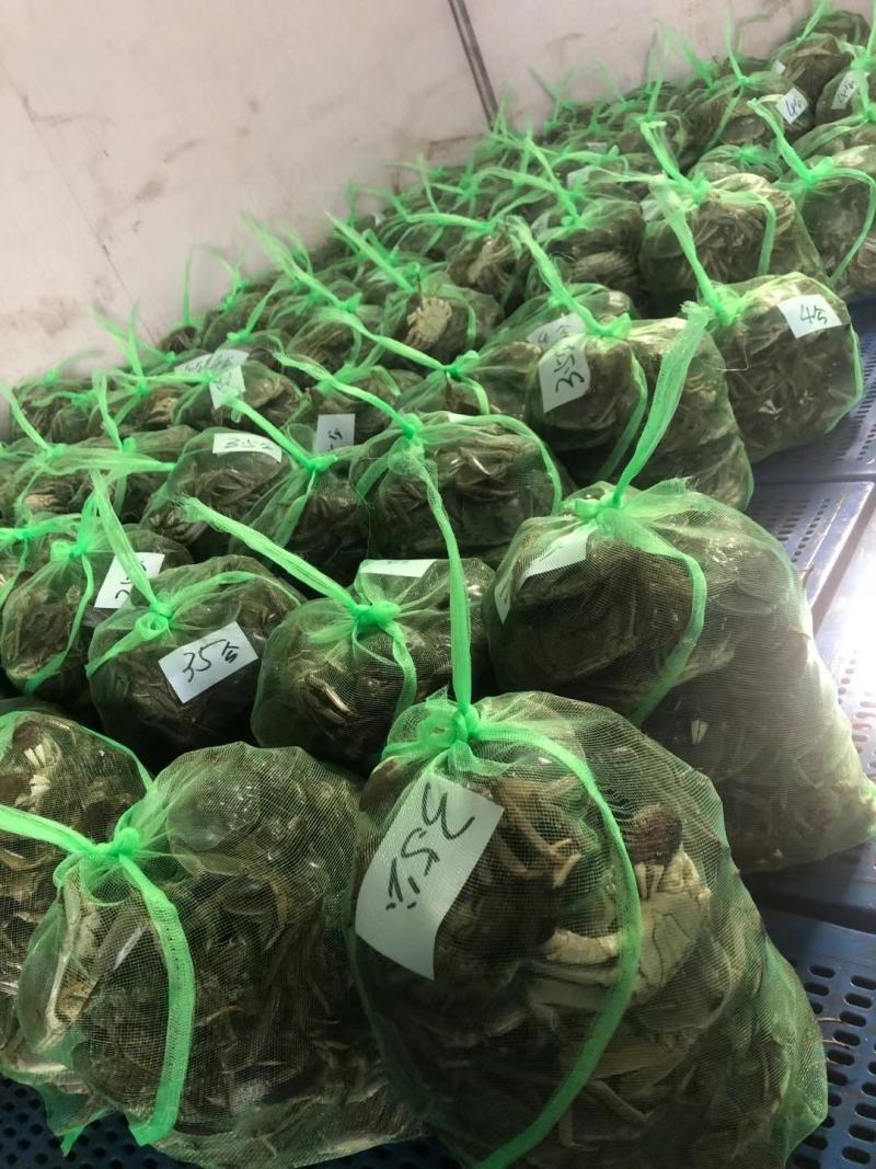 山东大闸蟹