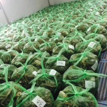 山东大闸蟹