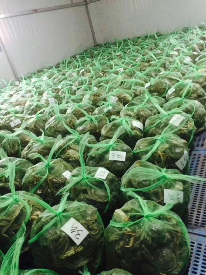 山东大闸蟹