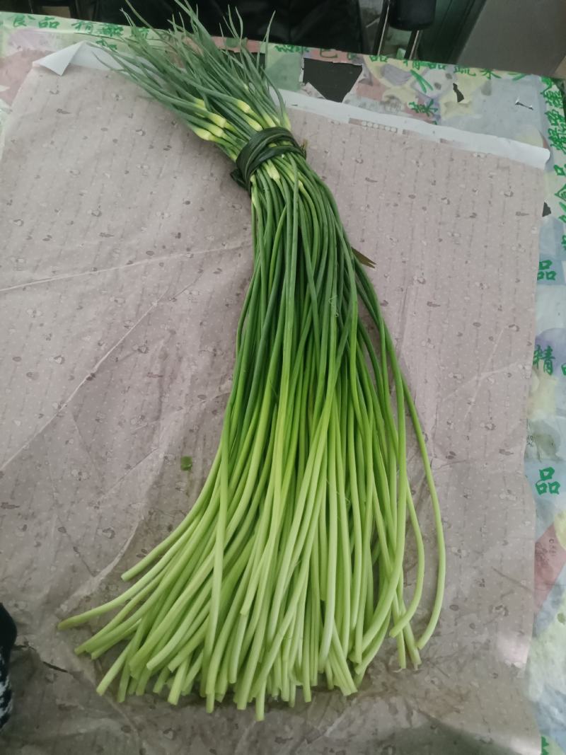 河北邯郸精品蒜薹颜色新鲜保证质量欢迎各地老板来咨询
